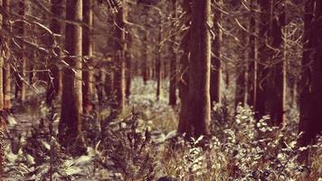 forêt de pins ensoleillée et lumineuse dans la neige video