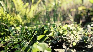 close up tropical nature green leafs and grass video