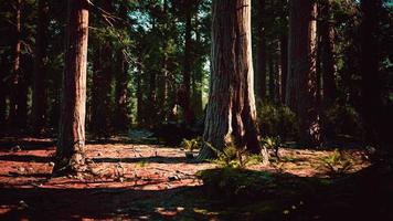 Sequoia-Redwood-Bäume im Wald des Sequoia-Nationalparks video