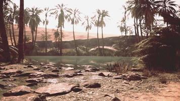 étang d'oasis du désert avec palmiers et plantes video