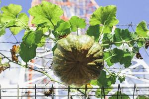 Young green pumpkin photo