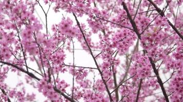 flor de cerezo en el norte de tailandia. sakura tailandés en invierno en doi kunwang, provincia de chaing mai, tailandia. video