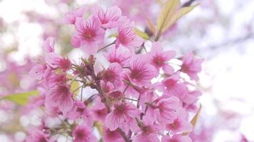 flor de cerezo en el norte de tailandia. sakura tailandés en invierno en doi kunwang, provincia de chaing mai, tailandia. video