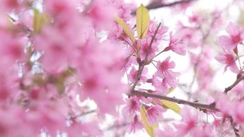 Cherry blossom in Northern Thailand. Thai sakura in winter at Doi Kunwang, Chaing mai Province, Thailand. video