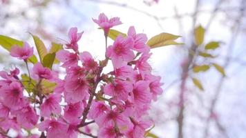 fiori di ciliegio nel nord della Thailandia. thai sakura in inverno a doi kunwang, provincia di chaing mai, tailandia. video