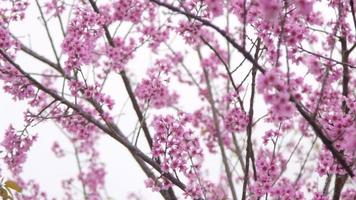 flor de cerezo en el norte de tailandia. sakura tailandés en invierno en doi kunwang, provincia de chaing mai, tailandia. video