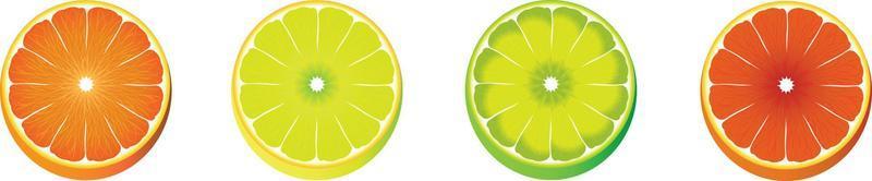 Set of vector illustration of citrus fruits. Lime, orange, lemon and grapefruit, isolated on the white background.