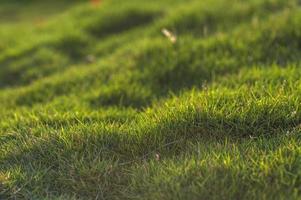 Green grass close-up photo