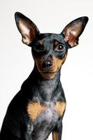 Close-up portrait of miniature pinscher dog with symptom disease - follicular dysplasia or alopecia pattern photo