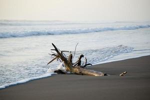 tronco de árbol en una playa en tortuguero, costa rica. traído por la corriente. foto