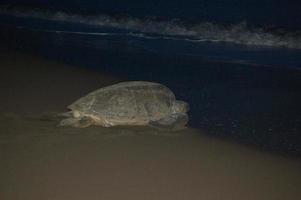 tortuga caminando hacia el mar después de dejar sus huevos en la playa, en un agujero. foto nocturna, tortuguero, costa rica.