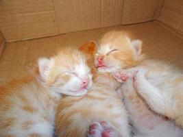 Cute ginger kitten is fast asleep photo