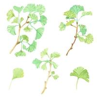 watercolor green ginkgo leaf branch collection vector