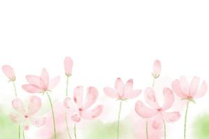 pink blooming watercolor cosmos field background with copy space eps10 vectors illustration