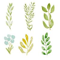 watercolor green leaf on white background isolated vector