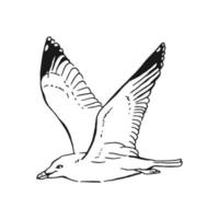 Sketch of flying seagulls. Hand drawn illustration converted to vector. Line art style isolated on white background. vector