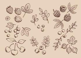 Set of berries outlines. Hand drawn illustration converted to vector. vector