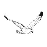 Sketch of flying seagulls. Hand drawn illustration converted to vector. Line art style isolated on white background. vector