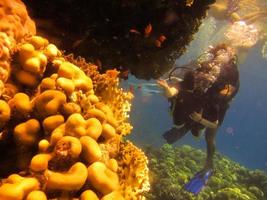 Girl scuba diver explores the coral reef of the Red Sea in Egypt. Group of coral fish in blue water. Young woman scuba diving on a beautiful coral reef photo