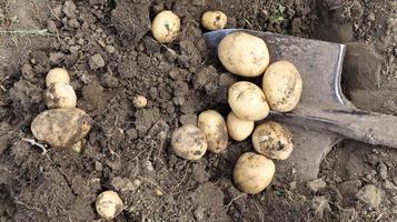 cosecha del suelo en la plantación de papas jóvenes tempranas. las papas orgánicas frescas se extraen del suelo con una pala en un jardín de granja. foto