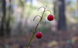 arbusto de lirio de los valles con frutos rojos anaranjados maduros en el bosque. Fondo natural soleado de otoño con frutos rojos. fruto naranja de lirio de los valles en un tallo verde en el bosque. foto