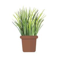 Grass Plant in Pot vector