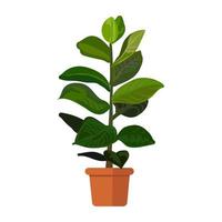 Rubber Plant in Pot Illustration vector