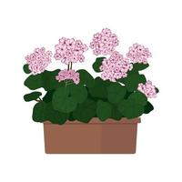 Blooming Geranium in Pot Illustration vector