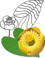 Yellow water lily illustration vector