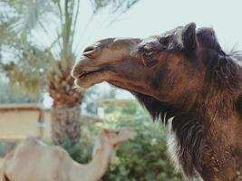 Portrait of two camels - black and white photo