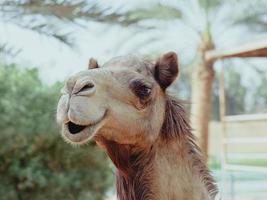 Portrait of smiling camel photo