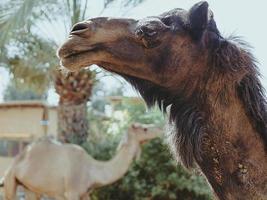 Portrait of two camels - black and white photo