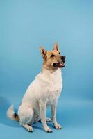 Lindo perro de raza mixta retrato sobre fondo azul. foto
