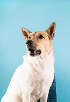 Mixed breed cute dog portrait on blue background photo