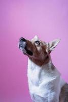 Mixed breed cute dog portrait on pink background photo