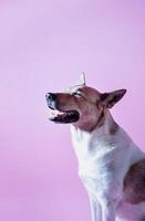 Mixed breed cute dog portrait on pink background photo