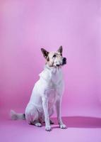 Mixed breed cute dog portrait on pink background photo