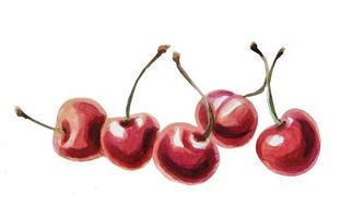 Watercolor drawing of ripe cherries. Watercolor hand-drawn illustration isolated on a white background. photo