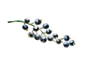 Watercolor drawing of ripe black currant. Watercolor hand-drawn illustration isolated on a white background. photo