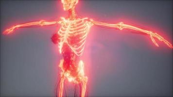 Transparent Human Body with Visible Bones video