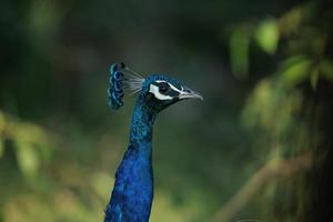 Birds in their Habitat photo