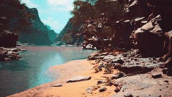 trees near Colorado River in Grand Canyon photo