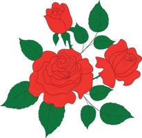 Red rose with two rosebuds on the stem with and green leaves on a white background vector