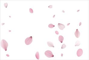 Cherry background, sakura vector background