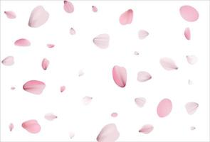 Cherry background, sakura vector background