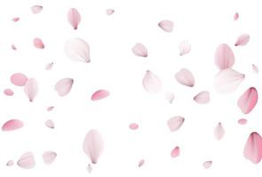 Cherry background, sakura vector background