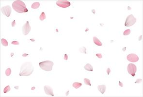 Cherry background, sakura vector background