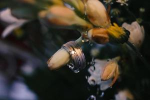 A pair of wedding rings on flower photo