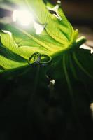 un par de anillos de boda en hoja verde foto