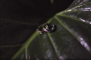 A pair of wedding rings on green leaf photo